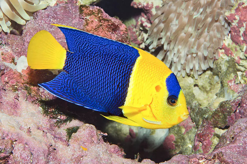 Bicolor Angelfish – Central Pacific, Size 3 – 4 inches