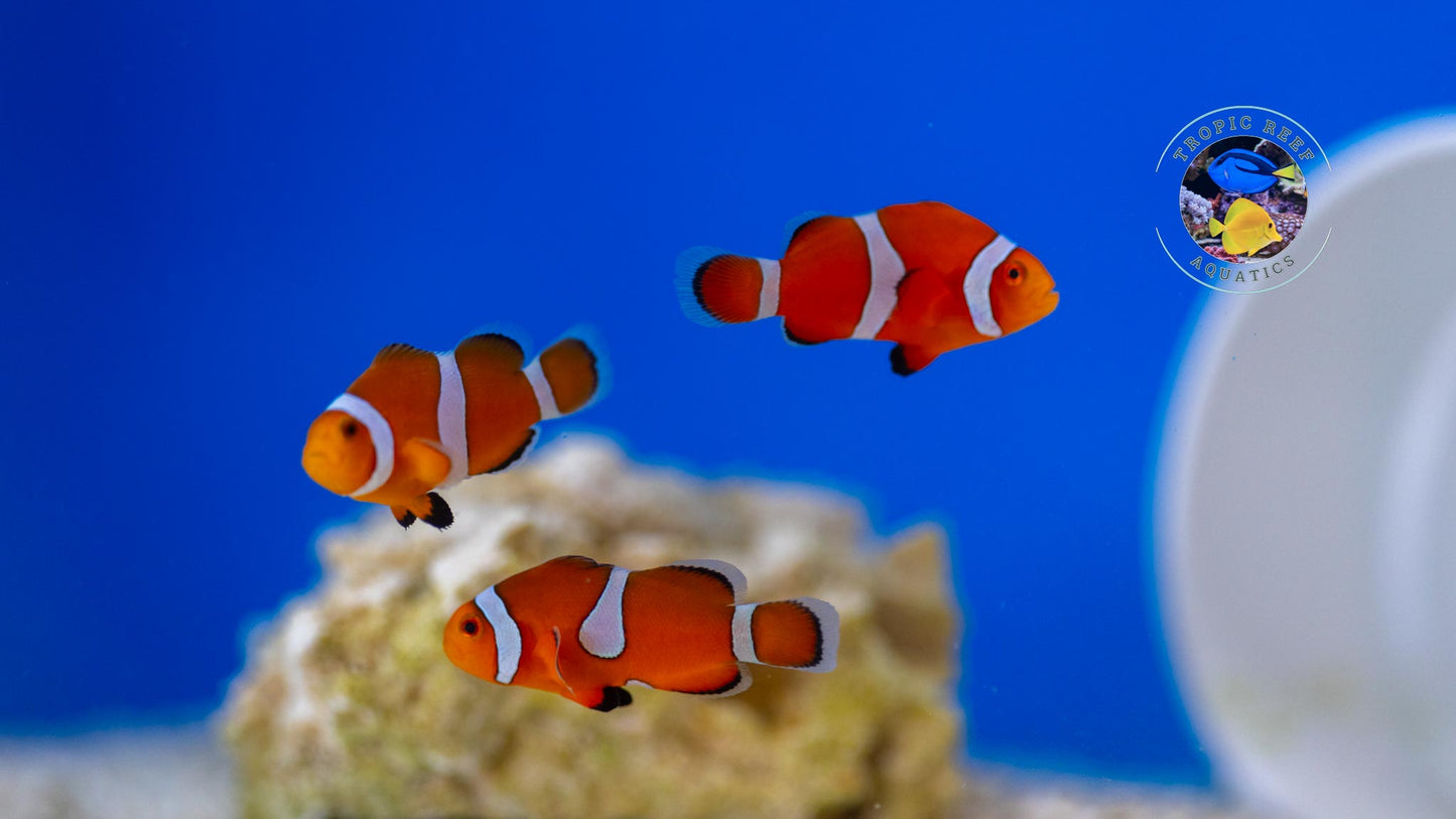 Ocellaris Clown; Captive Bred. - Amphiprion ocellaris