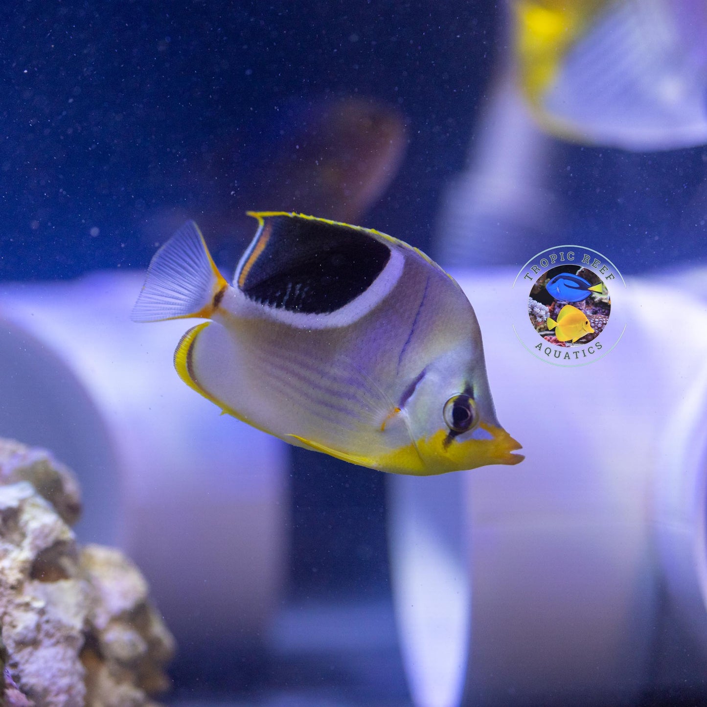 Saddleback Butterfly - Chaetodon ephippium
