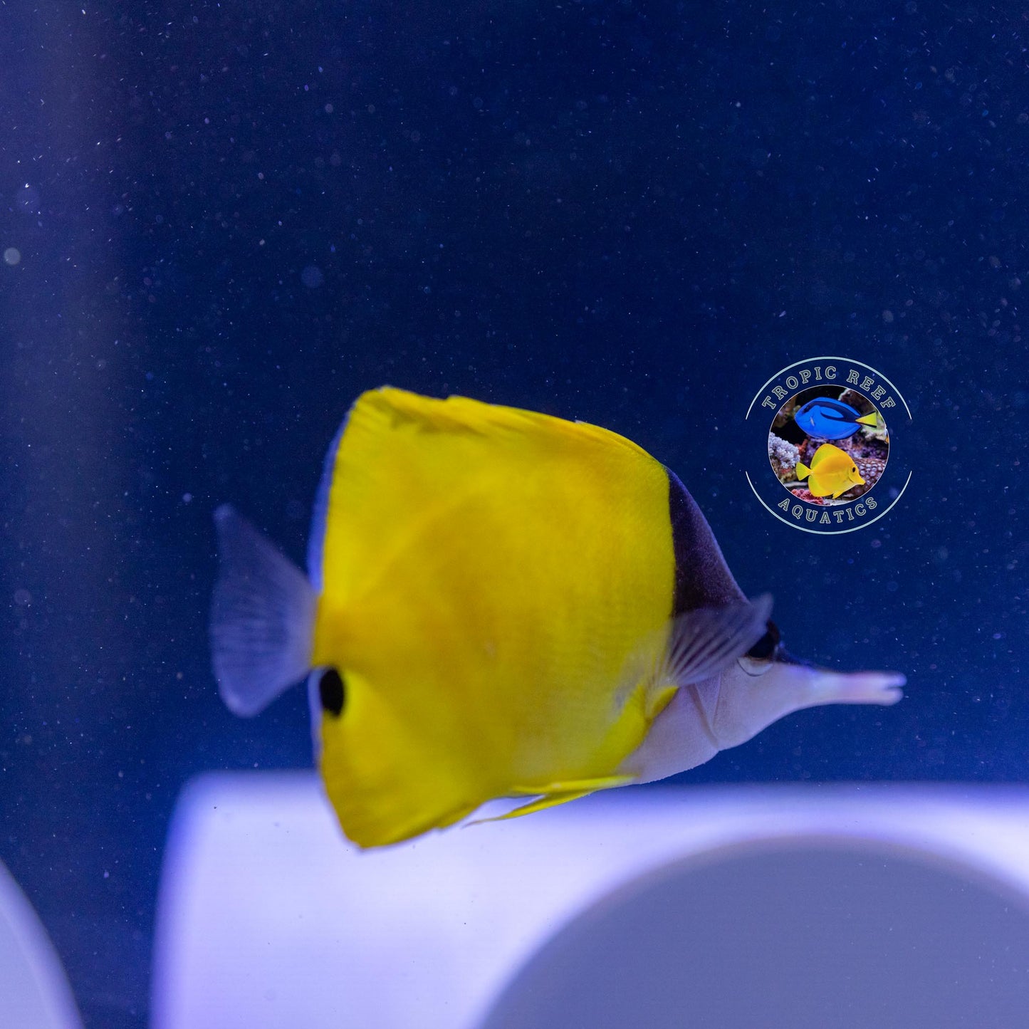 Yellow Longnose Butterfly - Forcipiger flavissimus
