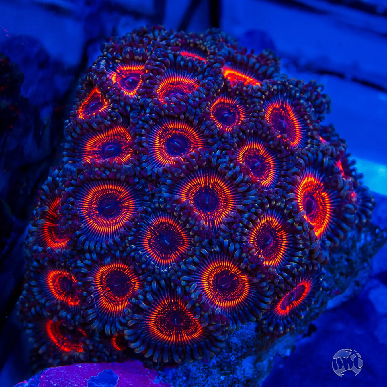Coral zoo armor of god