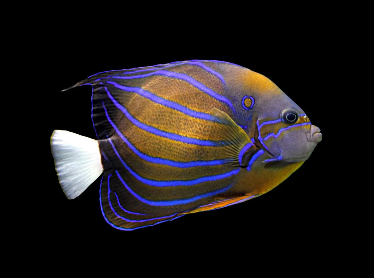 Annularis Angel - Pomacanthus annularis