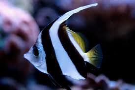 Black & White Heniochus; Fiji - Heniochus
