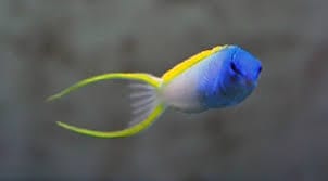 Forktail Blenny - Meicanthus atrodorsalis