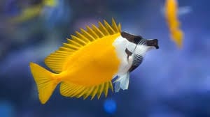Foxface; Yellow - Siganus vulpinus