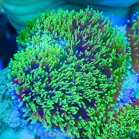 Hairy green mushroom