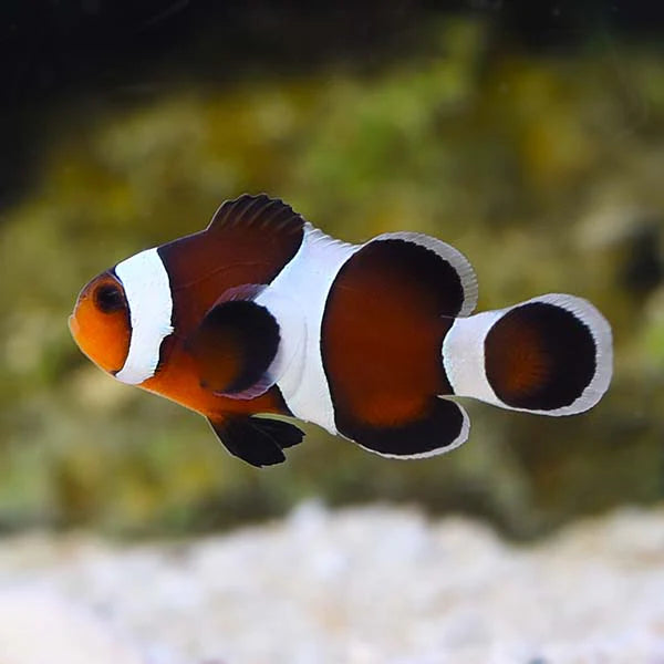 Ocellaris Clown; Mocha Captive Bred - Amphiprion ocellaris