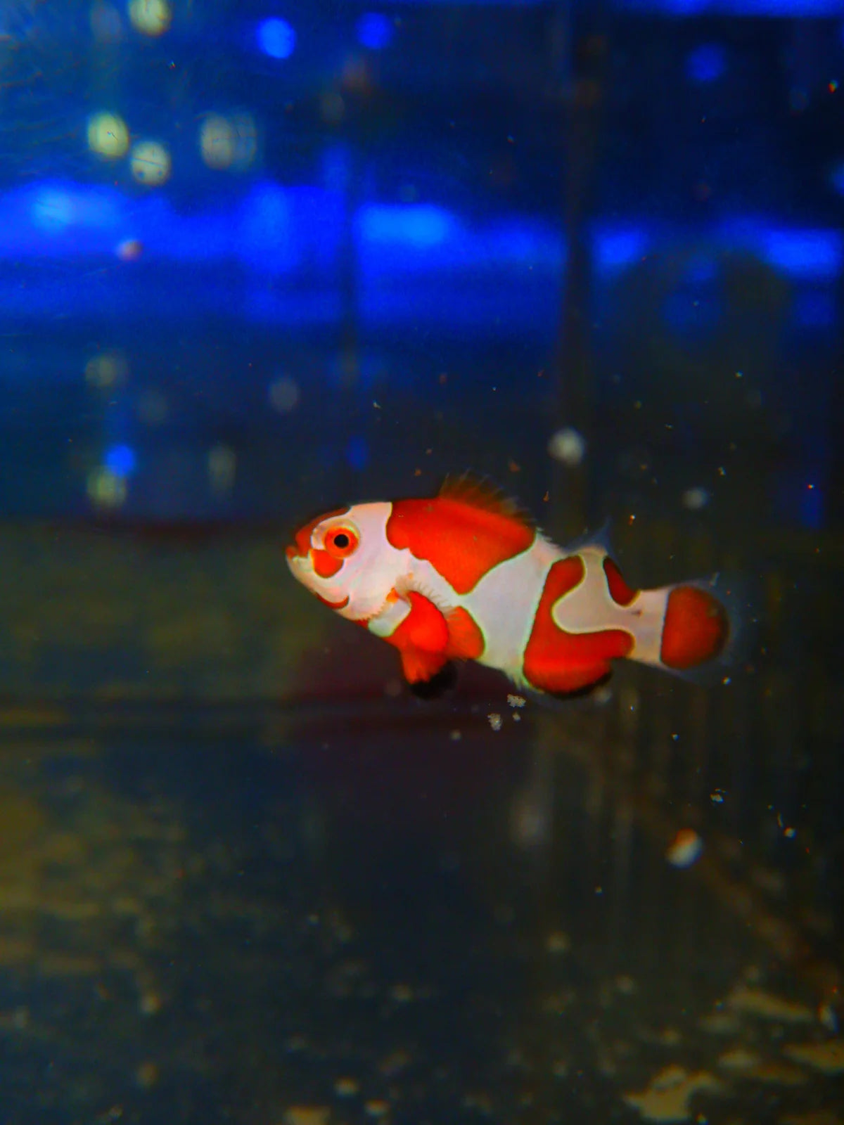 Orange Storm Ocellaris Clown; Captive Bred - Amphiprion ocellaris