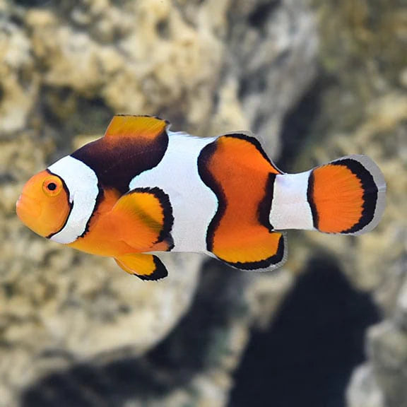 Percula Clown; True; Select - Amphiprion percula