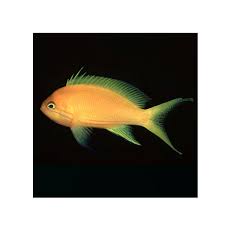 Square (Yellow) Anthias