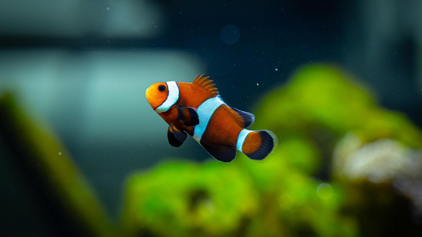 Mocha Clownfish