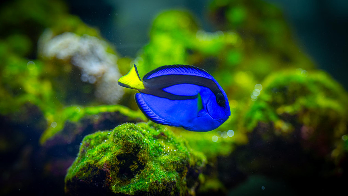Blue Hippo Tang