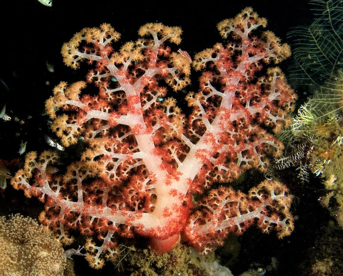 Carnation Coral; Red / Orange - Dendronephthya sp. w/ Scleractinia