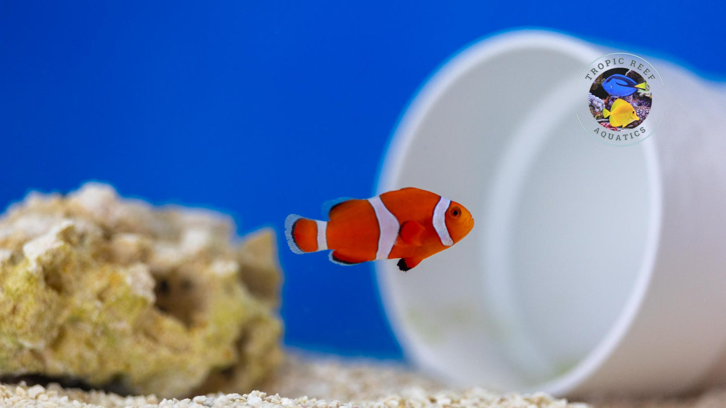 Ocellaris Clown; Captive Bred. - Amphiprion ocellaris
