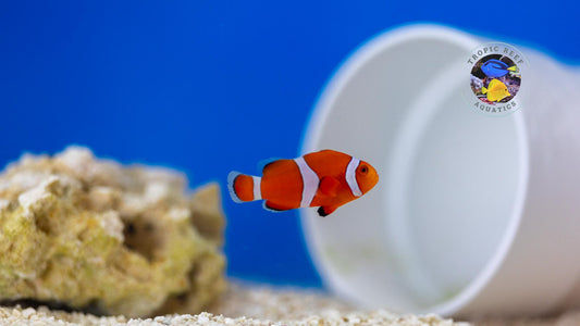Ocellaris Clown; Captive Bred. - Amphiprion ocellaris