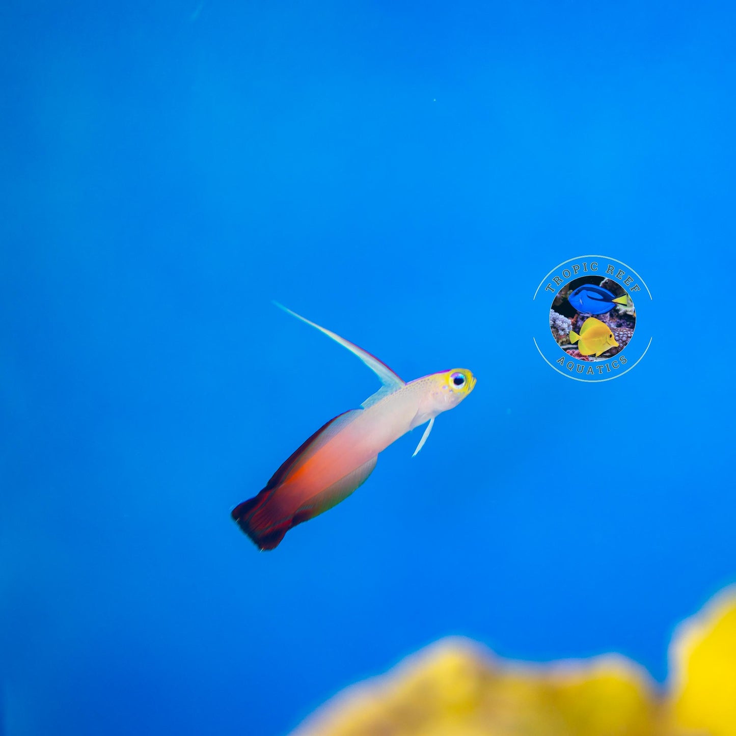Firefish Goby