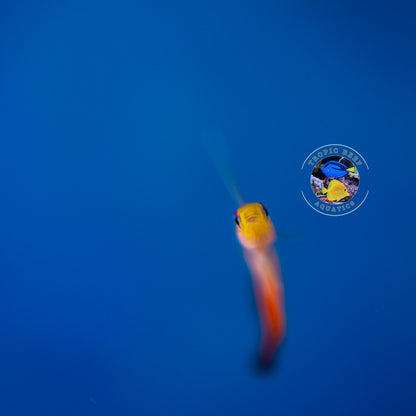 Firefish Goby