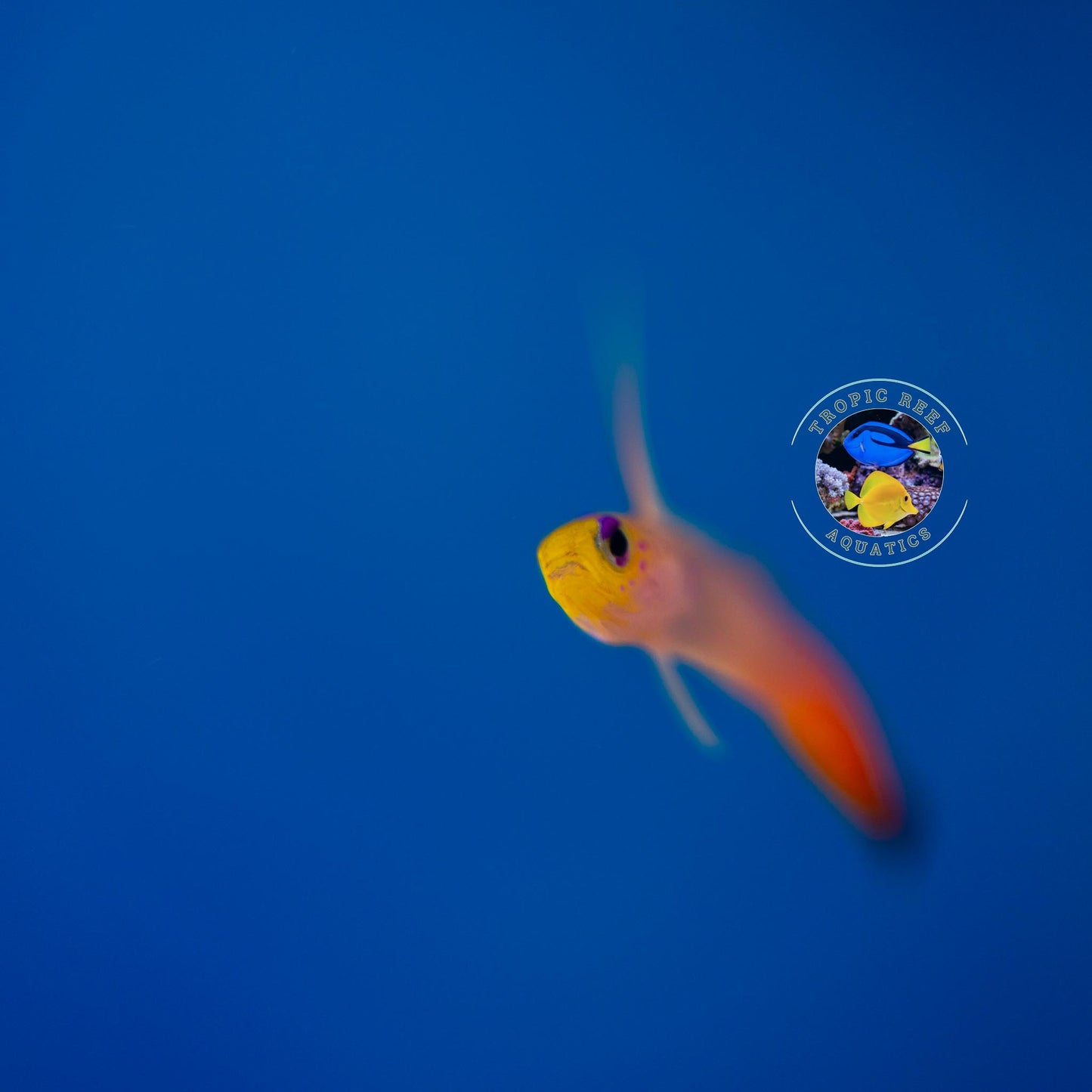 Firefish Goby