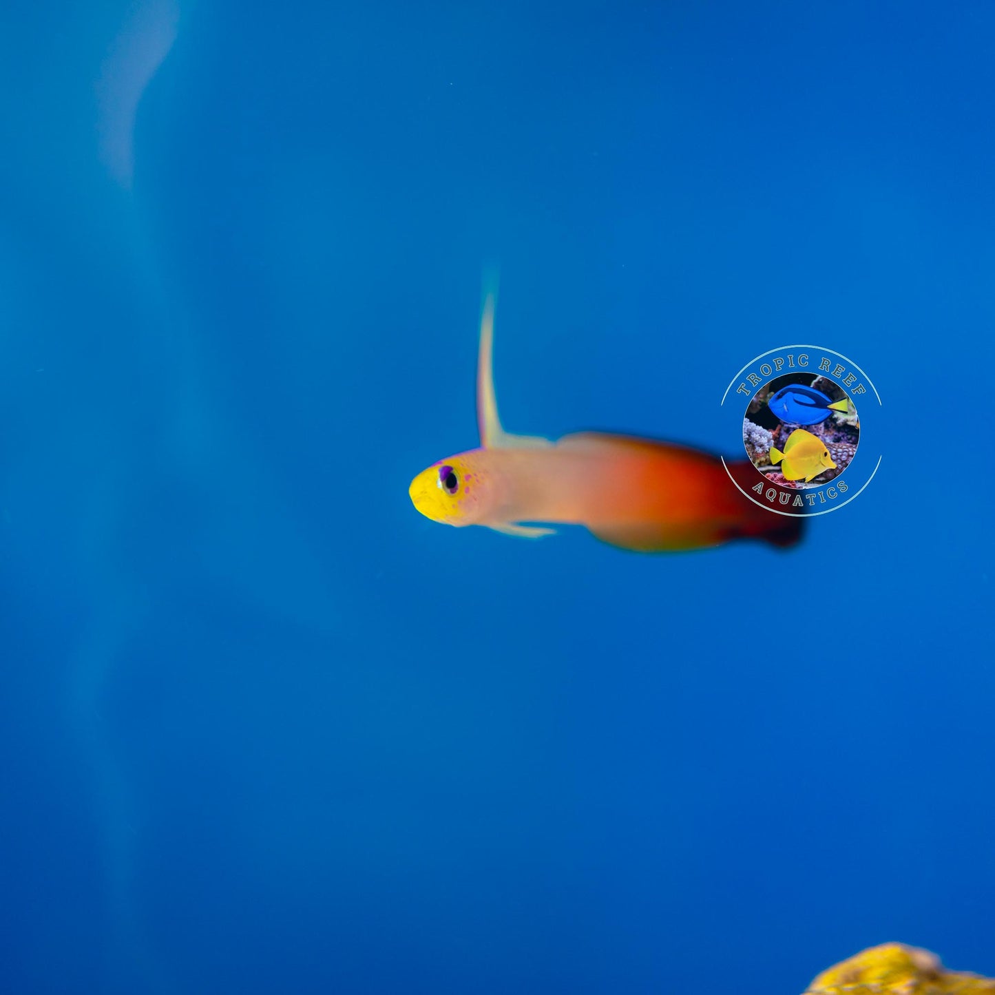 Firefish Goby