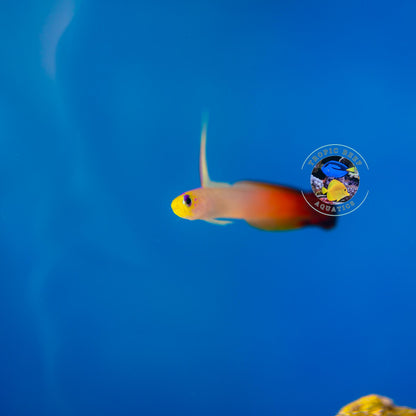 Firefish Goby