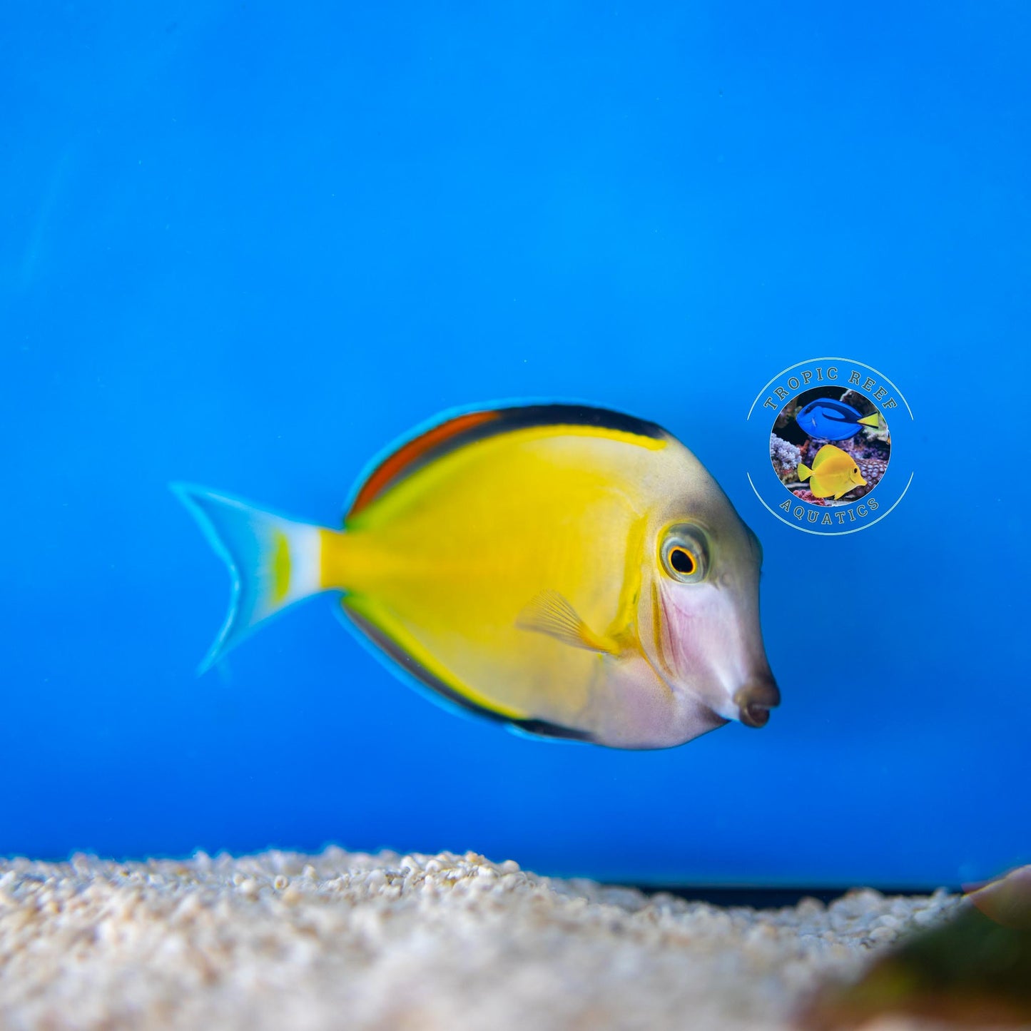 Powder Brown Surgeon - Acanthurus japonicus
