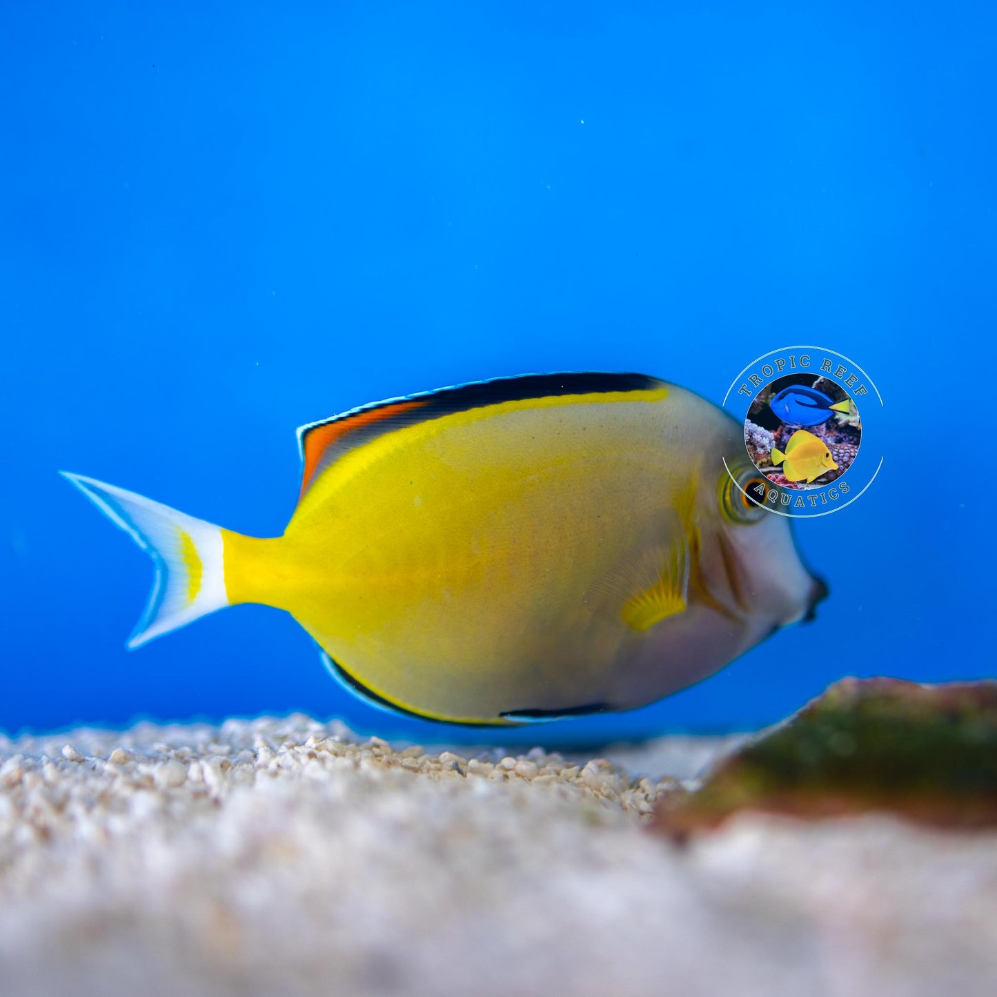 Powder Brown Surgeon - Acanthurus japonicus