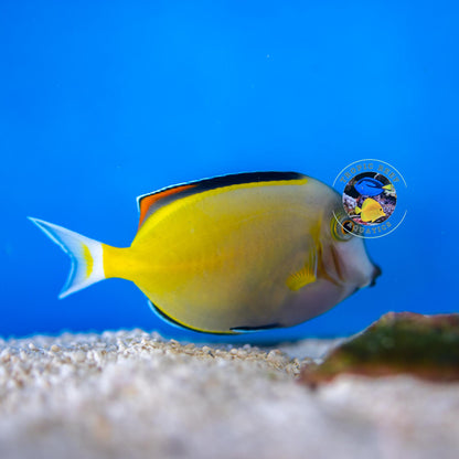 Powder Brown Surgeon - Acanthurus japonicus