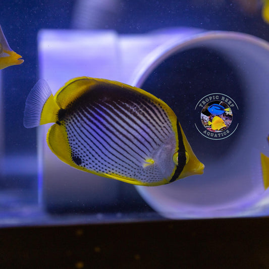 Black Back Buttefly; Fiji - Chaetodon melannotus