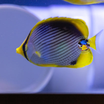 Black Back Buttefly; Fiji - Chaetodon melannotus