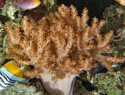 Colt Soft Coral - Alcyonium sp. w/ Scleractinia
