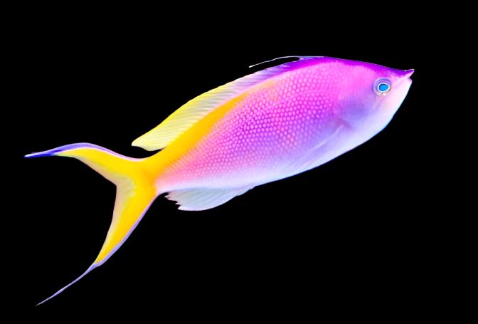 Bartlett's Anthias