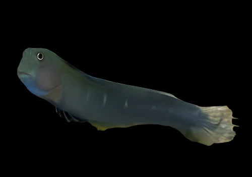 Bicolor Blenny; Female - Ecsenius bicolor × 2