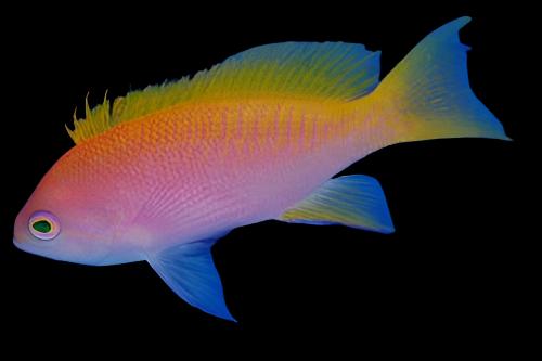 Bimac Anthias: Female