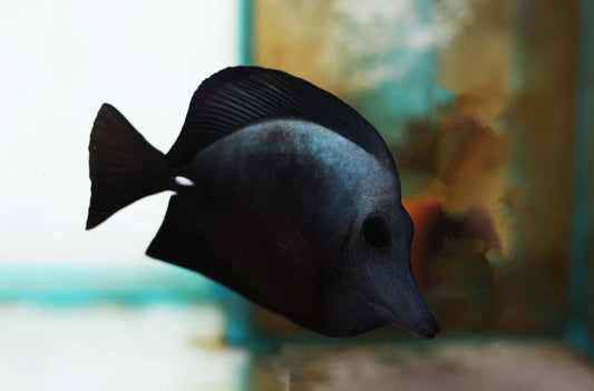 Black Tang - Zebrasoma rostratum