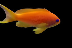 Orange (Blue Eye) Anthias