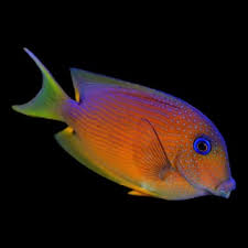 Blue Eye Tang - Ctenochaetus binotatus