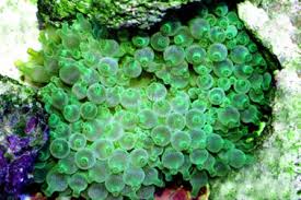 Bubble Anem; Green - Entacmaea quadricolor