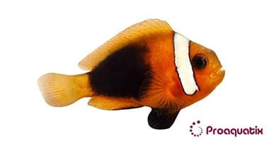 Cinnamon Clown; Captive Bred - Amphiprion melanopus