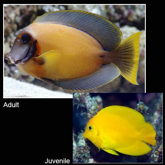 Chocolate (Yel.Mimic) Tang - Acanthurus pyroferus