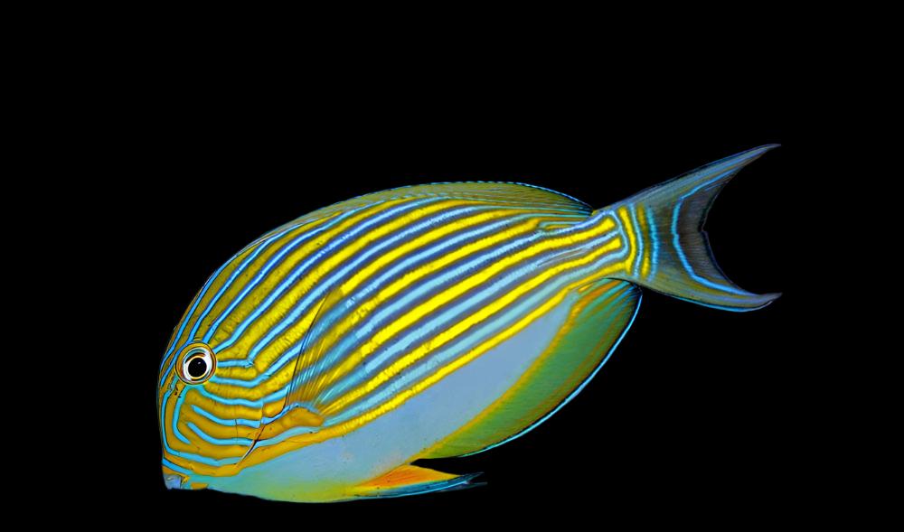 Clown Tang - Acanthurus lineatus