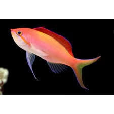 Dispar Anthias; Female