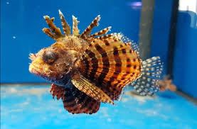 Dwarf Lionfish