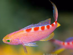 Flavoguttatus Anthias