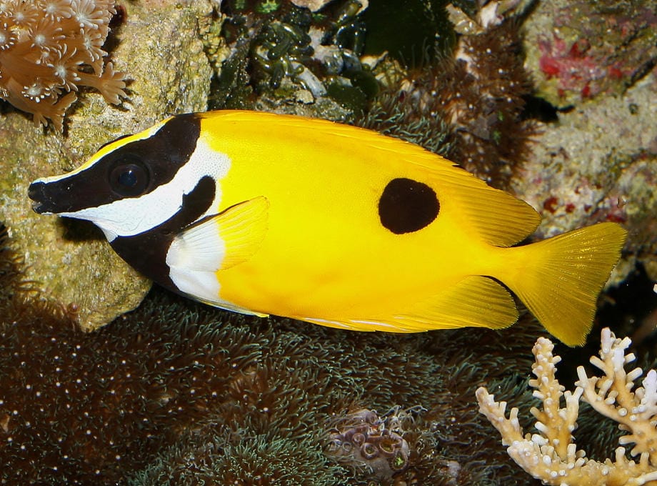 Foxface; Black Spot - Siganus unimaculatus