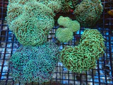Hammer Coral; Wall; Green; Australia - Euphyllia ancora