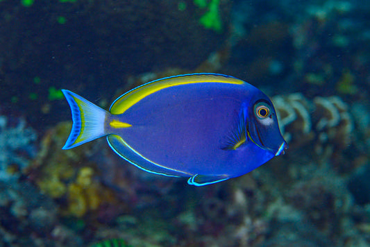 Powder Blue Hybrid Surgeon - Acanthurus sp.