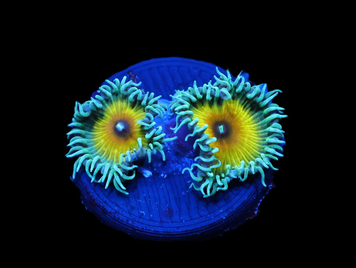 JF Captain Jerk Zoa; Cultured - Zoanthid sp
