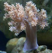 Lemnalia Soft Coral - Lemnalia sp. w/ Scleractinia