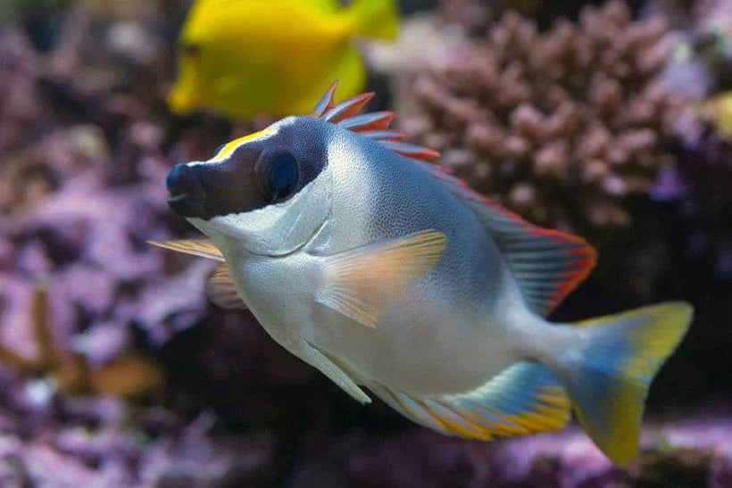 Metallic Foxface - Siganus magnificus