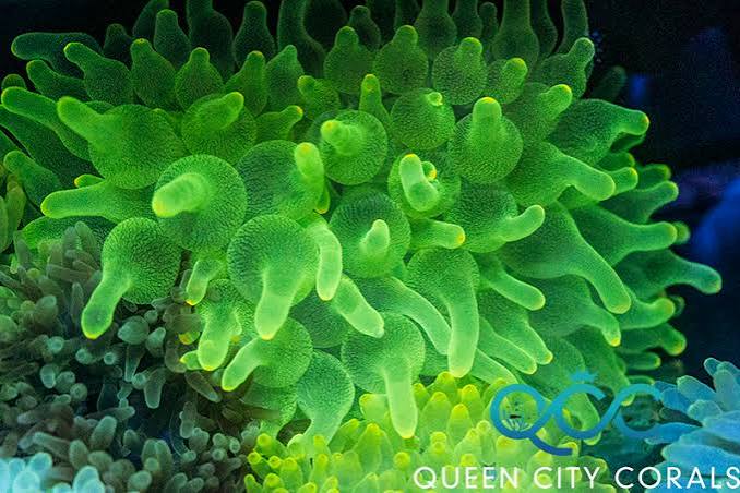 ANEMONE BUBBLE NEON GREEN